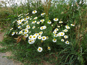 Anthemis cotula